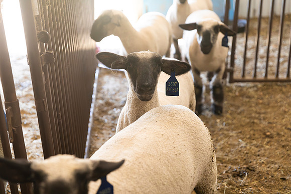 AnimalProduction_4