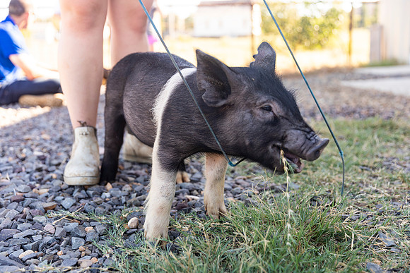 AnimalProduction_38