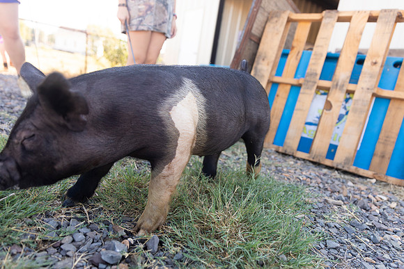 AnimalProduction_35