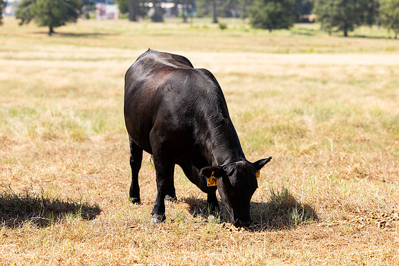Farm_124