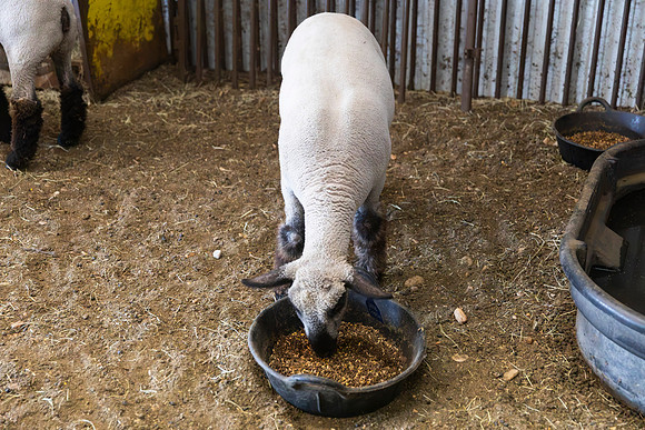 AnimalProduction_115