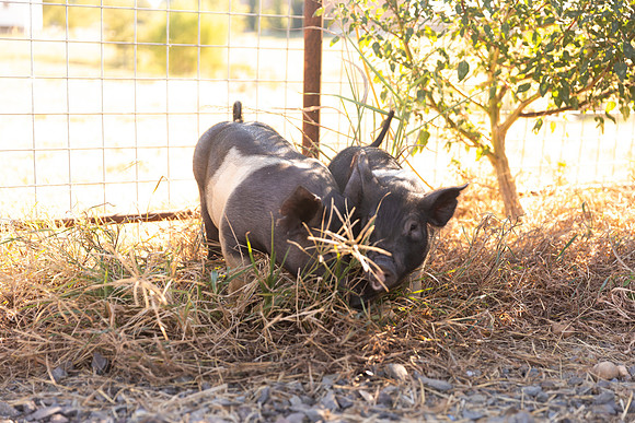 AnimalProduction_66