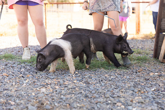 AnimalProduction_40