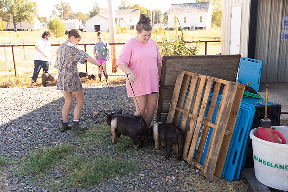 AnimalProduction_43
