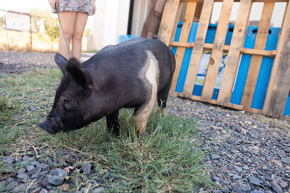 AnimalProduction_33