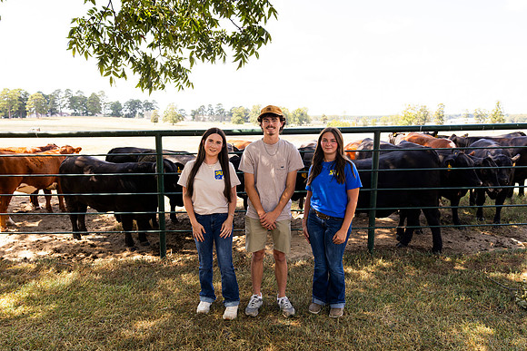 Farm_31