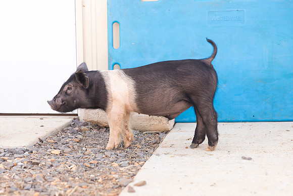 AnimalProduction_52