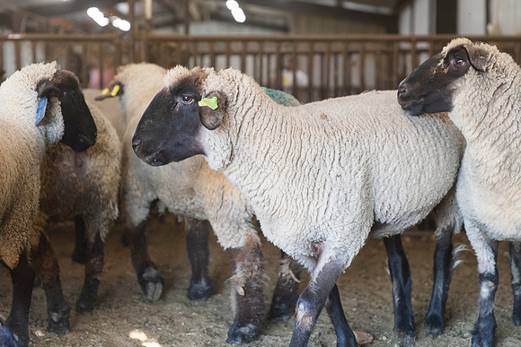 AnimalProduction_97