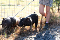 AnimalProduction_13