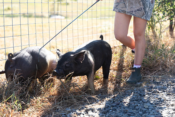 AnimalProduction_13