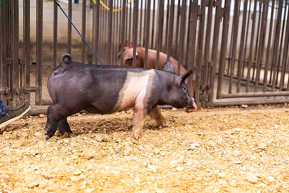 AnimalProduction_81