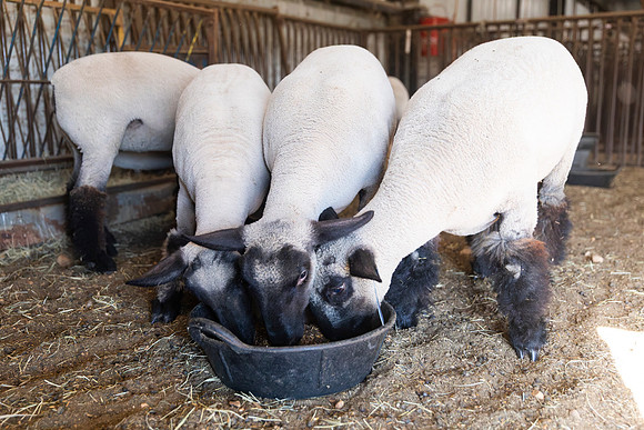 AnimalProduction_114