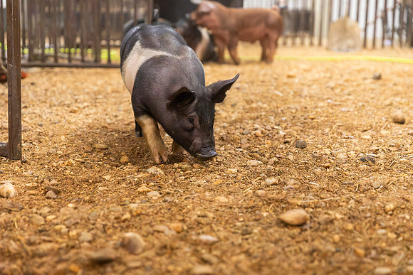 AnimalProduction_104