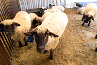 AnimalProduction_6