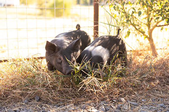 AnimalProduction_60