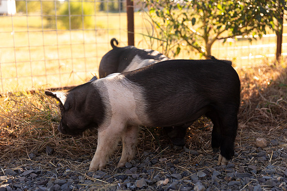 AnimalProduction_70