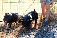 AnimalProduction_11