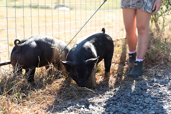 AnimalProduction_11