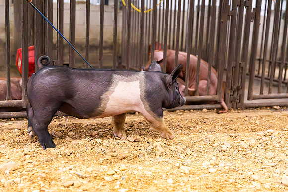 AnimalProduction_80