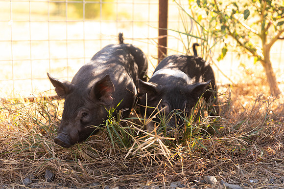 AnimalProduction_63