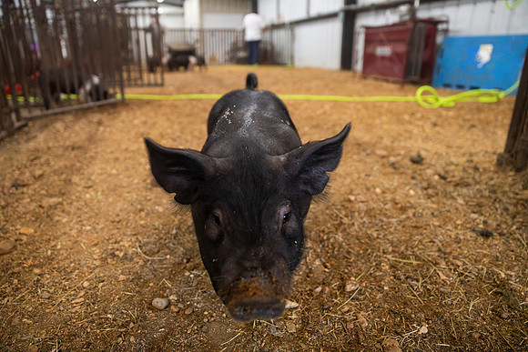 AnimalProduction_103