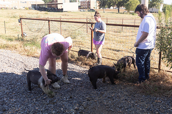 AnimalProduction_22