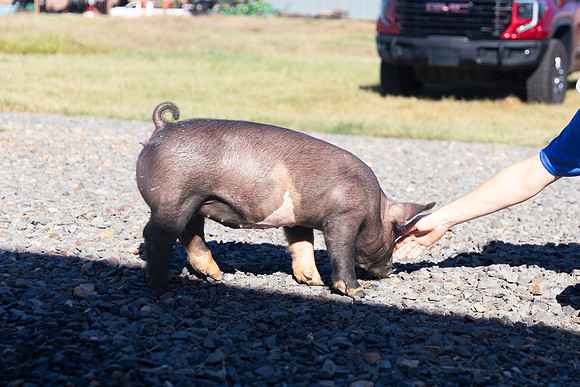 AnimalProduction_20