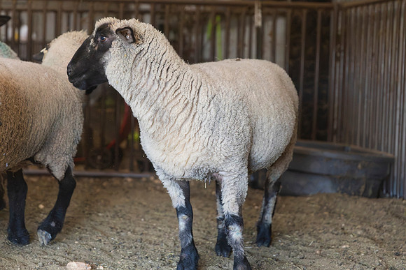 AnimalProduction_98
