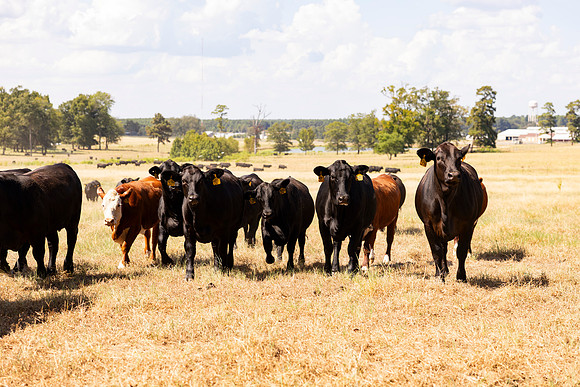Farm_46