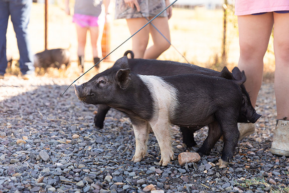AnimalProduction_32