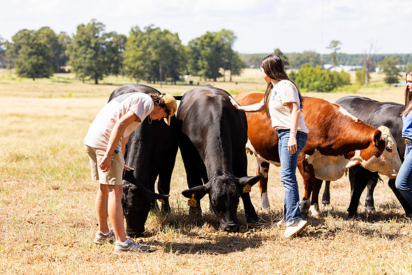 Farm_85
