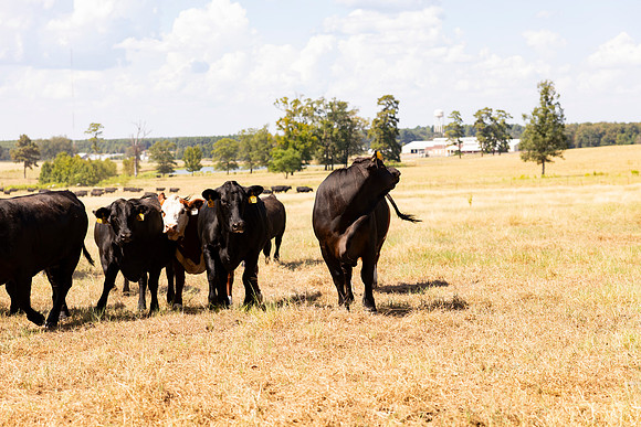 Farm_47