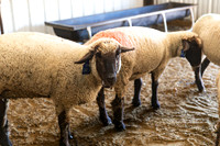 AnimalProduction_2