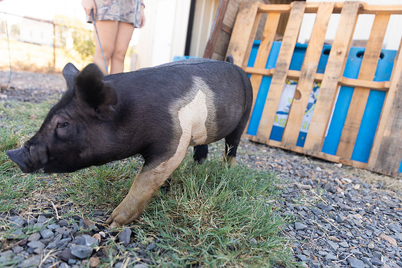 AnimalProduction_34
