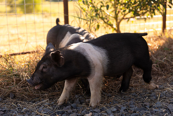AnimalProduction_68