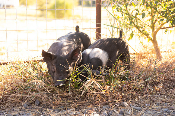 AnimalProduction_61
