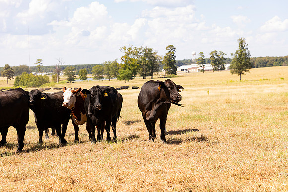 Farm_48