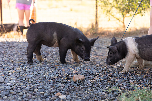 AnimalProduction_30