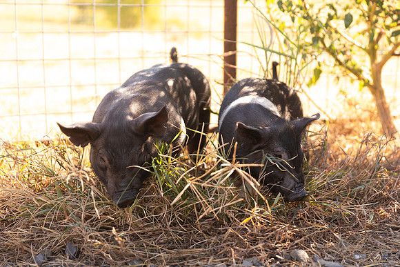 AnimalProduction_64