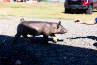 AnimalProduction_19