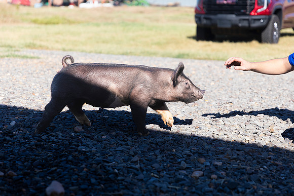AnimalProduction_19