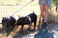 AnimalProduction_14