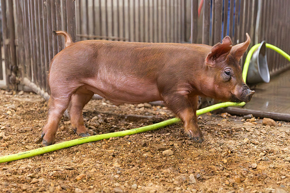 AnimalProduction_106