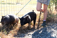 AnimalProduction_12