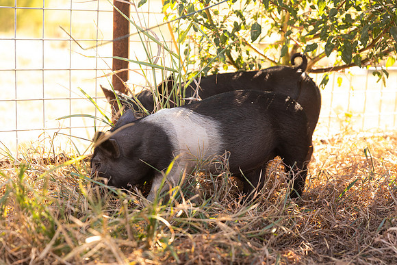 AnimalProduction_54