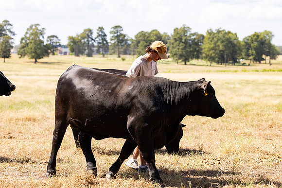 Farm_103