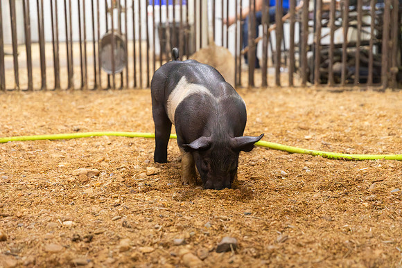 AnimalProduction_111
