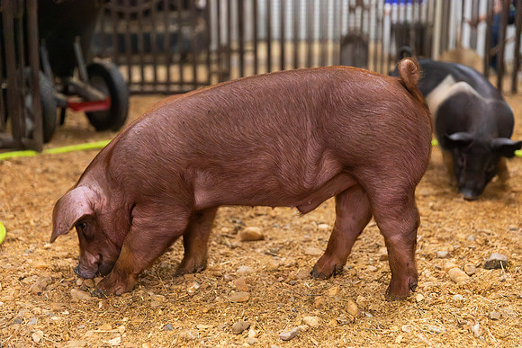 AnimalProduction_110