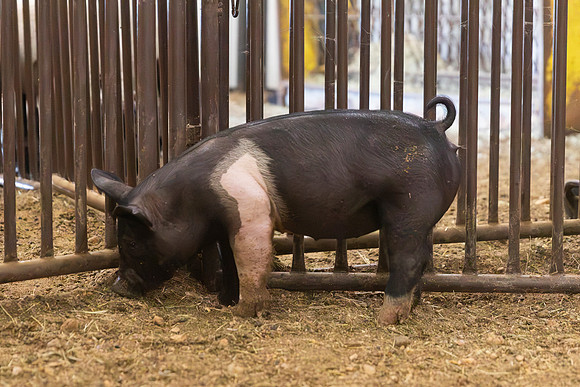 AnimalProduction_108