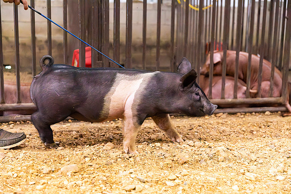 AnimalProduction_79